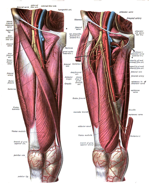 femoral artery